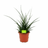 Sansevieria Fernwoord Punk - Vrouwentong - P25 H60 - Kamerplant