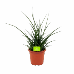 Sansevieria Fernwoord Punk - Vrouwentong - P25 H60 - Kamerplant