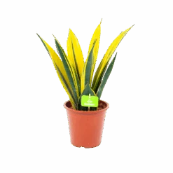 Sansevieria Gold Flame - Vrouwentong - P17 H50 - Kamerplant