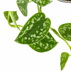 Scindapsus Pictus Trebie - Epipremnum - In Hangpot - P15 H20 - Kamerplant 6 Scindapsus Pictus Trebie - Epipremnum - In Hangpot - P15 H20 - Kamerplant -Gardena Winkel scindapsus pictus trebie epipremnum in hangpot p15 6 1