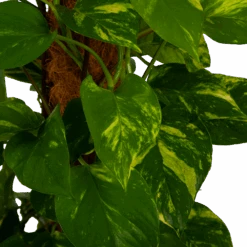 Scindapsus Pinnatum Aureum Op Mosstok - Epipremnum - P27 H150 - Kamerplant -Gardena Winkel scindapsus pinnatum aureum op mosstok epipremnum p27 h150 4