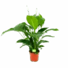 Spathiphyllum Wallisii - Lepelplant - P19 H80 Wit - Kamerplant