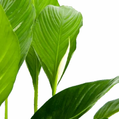 Spathiphyllum Wallisii - Lepelplant - P19 H80 Wit - Kamerplant -Gardena Winkel spathiphyllum wallisii lepelplant p19 h80 wit 6