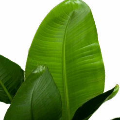 Strelitzia Nicolai - Paradijsvogelpant - P28 H130 - Kamerplant 6 Strelitzia Nicolai - Paradijsvogelpant - P28 H130 - Kamerplant -Gardena Winkel strelitzia nicolai paradijsvogelpant p28 h130 6