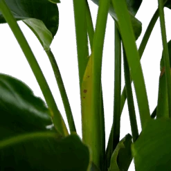 Strelitzia Nicolai - Paradijsvogelpant - P32,5 H165 - Kamerplant -Gardena Winkel strelitzia nicolai paradijsvogelpant p32 5 h165 6