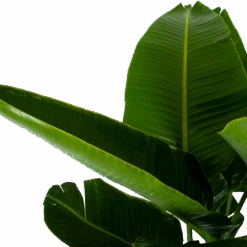 Strelitzia Nicolai - Paradijsvogelpant - P32 H170 - Kamerplant -Gardena Winkel strelitzia nicolai paradijsvogelpant p32 h170 6