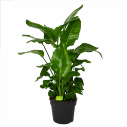 Strelitzia Nicolai - Paradijsvogelpant - P38 H160 - Kamerplant