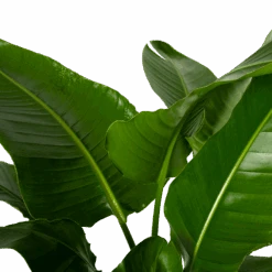 Strelitzia Nicolai - Paradijsvogelpant - P38 H160 - Kamerplant -Gardena Winkel strelitzia nicolai paradijsvogelpant p38 h160 4