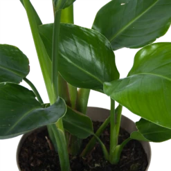 Strelitzia Nicolai - Paradijsvogelplant - P17 H60 - Kamerplant -Gardena Winkel strelitzia nicolai paradijsvogelplant p17 h60 6