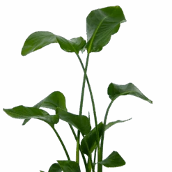 Strelitzia Nicolai - Paradijsvogelplant - P21 H120 - Kamerplant -Gardena Winkel strelitzia nicolai paradijsvogelplant p21 h120 kamerplant 3