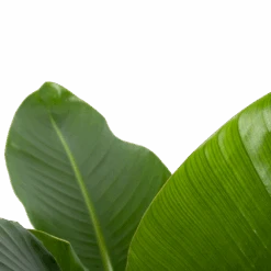 Strelitzia Nicolai - Paradijsvogelplant - P27 H110 - Kamerplant -Gardena Winkel strelitzia nicolai paradijsvogelplant p27 h110 6 2