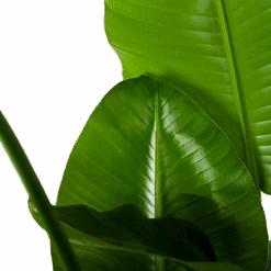 Strelitzia Nicolai - Paradijsvogelplant - P35 H130 - Kamerplant -Gardena Winkel strelitzia nicolai paradijsvogelplant p35 h130 6