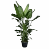 Strelitzia Nicolai - Paradijsvogelplant - P35 H200 - Kamerplant