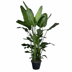 Strelitzia Nicolai - Paradijsvogelplant - P35 H200 - Kamerplant