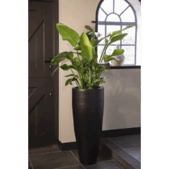 Strelitzia Nicolai - Paradijsvogelplant - P35 H200 - Kamerplant -Gardena Winkel strelitzia nicolai paradijsvogelplant p35 h200 5