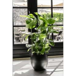 Strelitzia Nicolai - Paradijsvogelplant - P35 H200 - Kamerplant -Gardena Winkel strelitzia nicolai paradijsvogelplant p35 h200 6