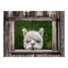 Tuinposter Alpaca Doorkijk - 80x60cm