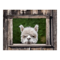 Tuinposter Alpaca Doorkijk - 80x60cm
