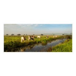 Tuinposter Weiland Met Koeien - 110x45cm