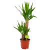Yucca - Palmlelie - P17 H70 - Kamerplant