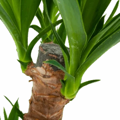 Yucca - Palmlelie - P17 H70 - Kamerplant -Gardena Winkel yucca palmlelie p17 h70 6