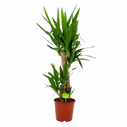 Yucca - Palmlelie - P19 H90 - Kamerplant