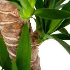 Yucca - Palmlelie - P19 H90 - Kamerplant -Gardena Winkel yucca palmlelie p19 h90 6