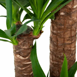 Yucca - Palmlelie - P24 H165 - Kamerplant -Gardena Winkel yucca palmlelie p24 h165 6