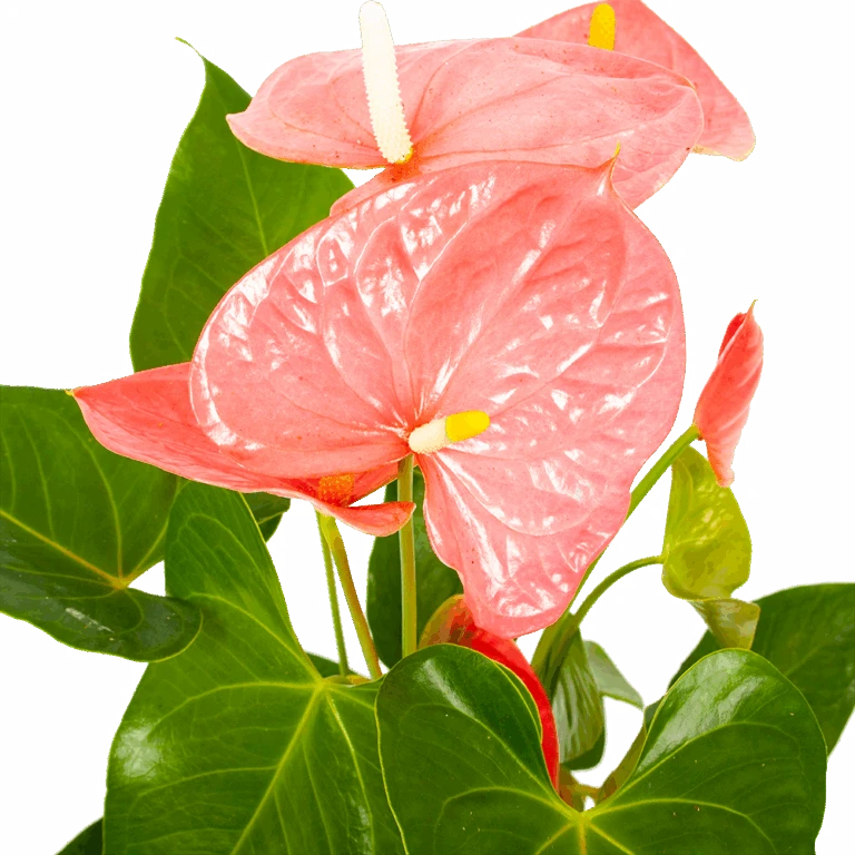 Gardena Winkel -Gardena Winkel anthurium andreanum flamingoplant p17 h70 roze 5 1 768x768 1